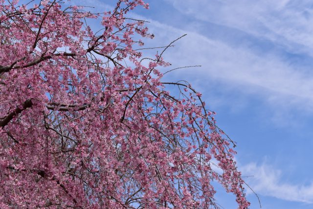 りっぱなしだれ桜