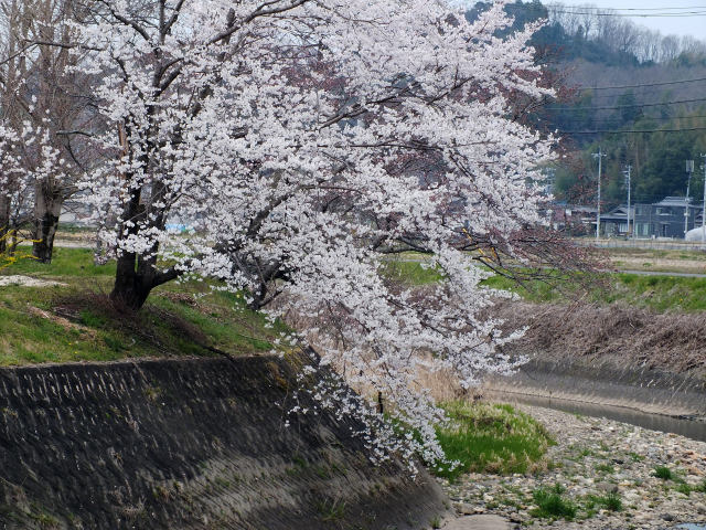 満開の淡墨桜