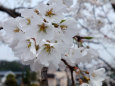 満開の淡墨桜