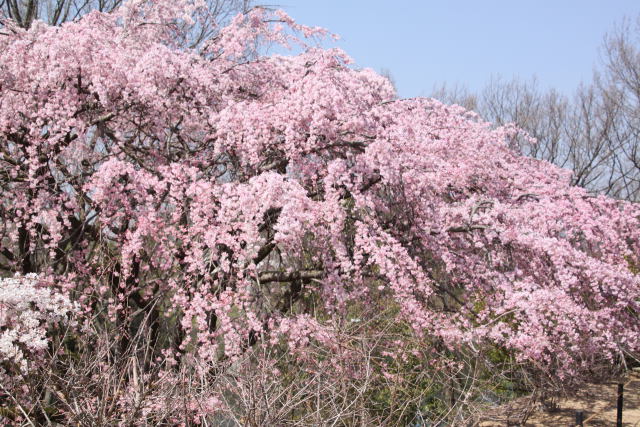 桜の山