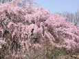 桜の山