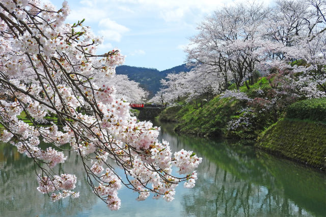 桜の季節