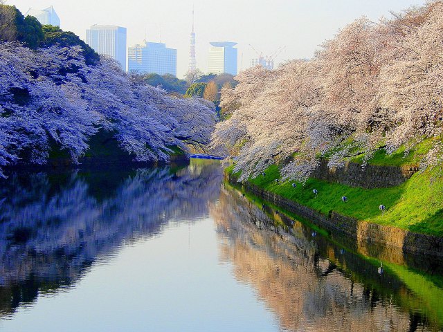 千鳥ヶ淵の桜