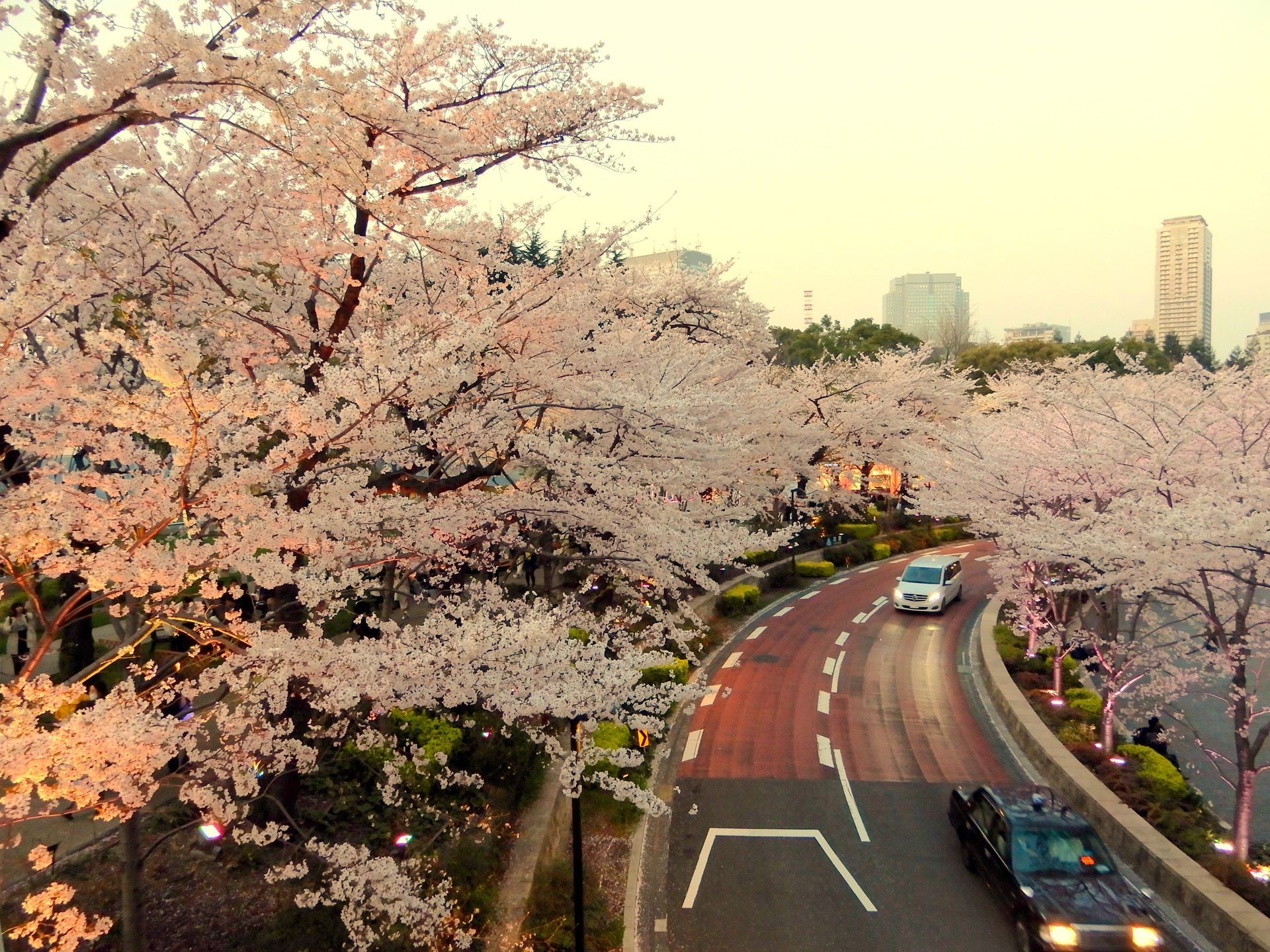 日本の風景 東京ミッドタウンの桜 壁紙19x1440 壁紙館