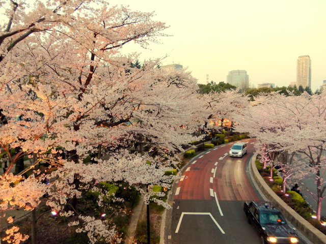 東京ミッドタウンの桜