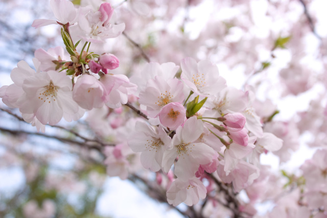 里帰りの桜(アメリカ)