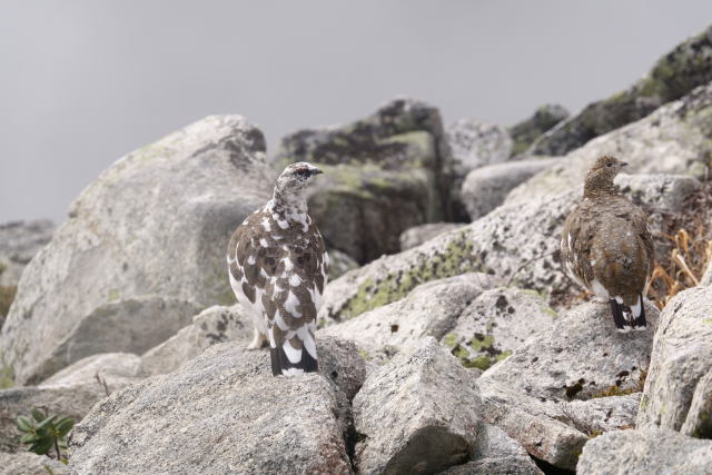 前常念岳の雄雷鳥