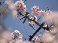 桜を散らした犯人