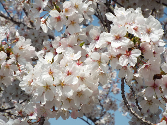 満開の桜3