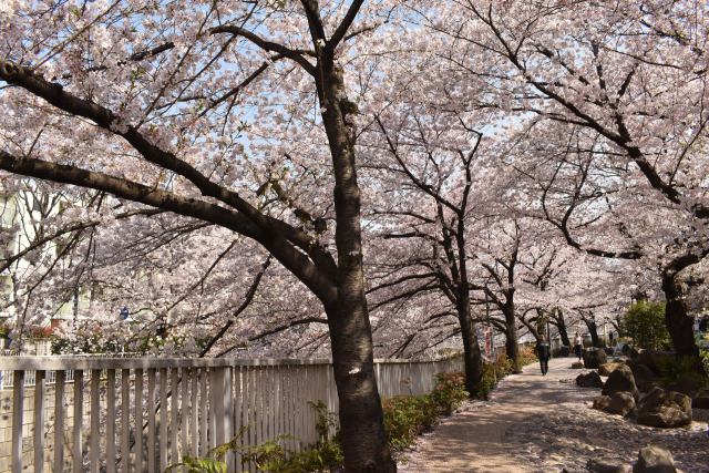 桜のトンネル