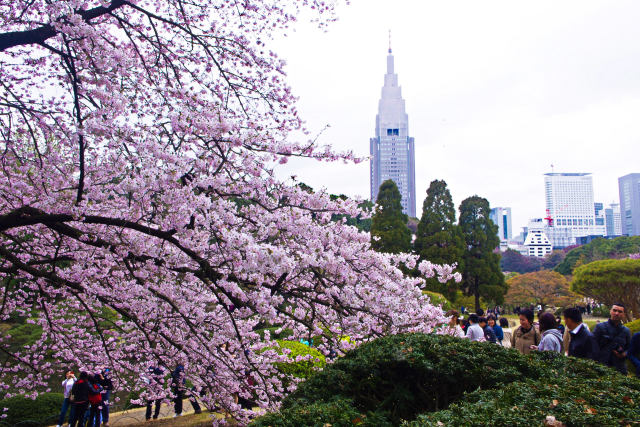 新宿御苑の桜