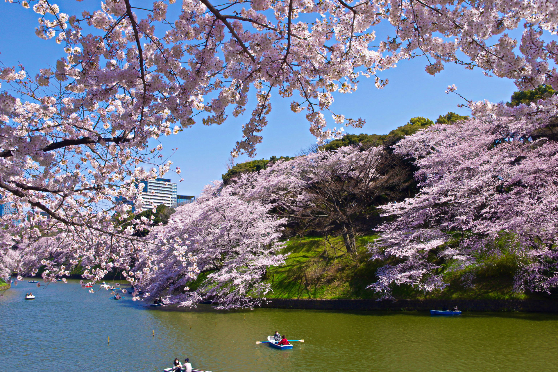 日本の風景 千鳥ヶ淵の桜 壁紙19x1280 壁紙館