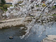 満開の淡墨桜