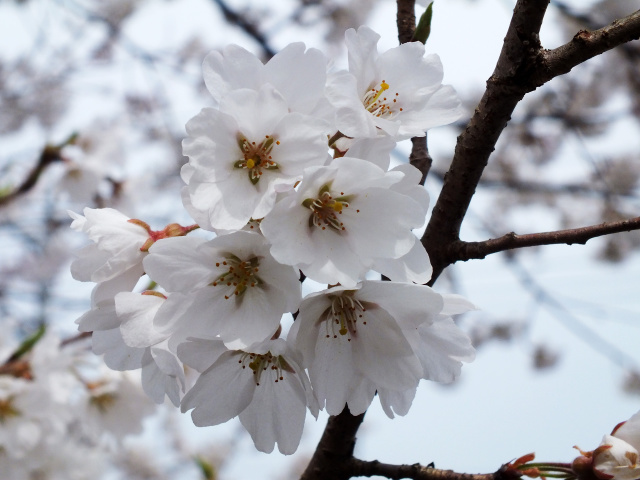 満開の淡墨桜