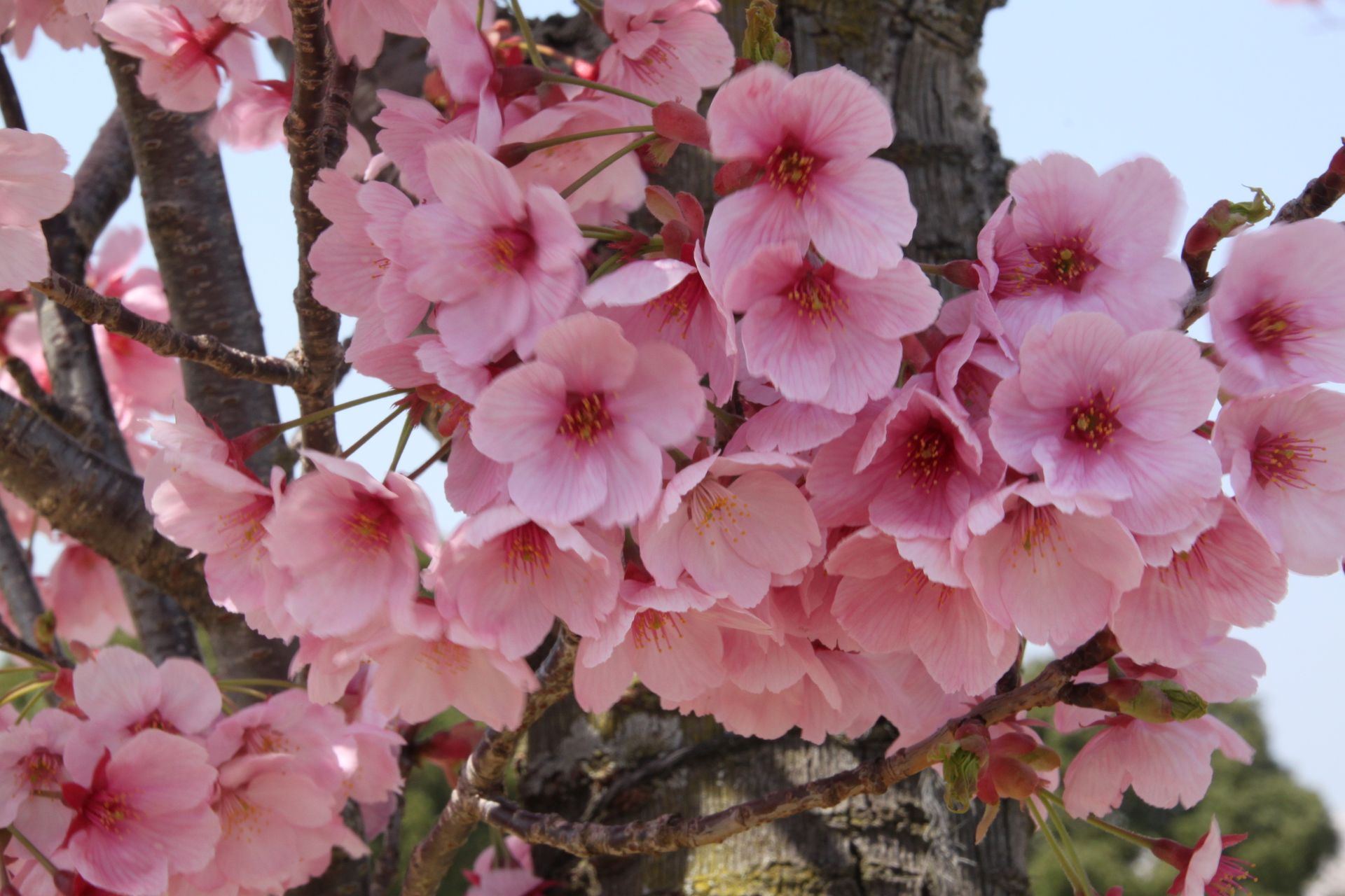 花 植物 大きい桜の花 壁紙19x1280 壁紙館