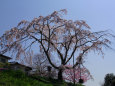 これぞ御池の滝桜