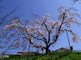 これも御池の滝桜