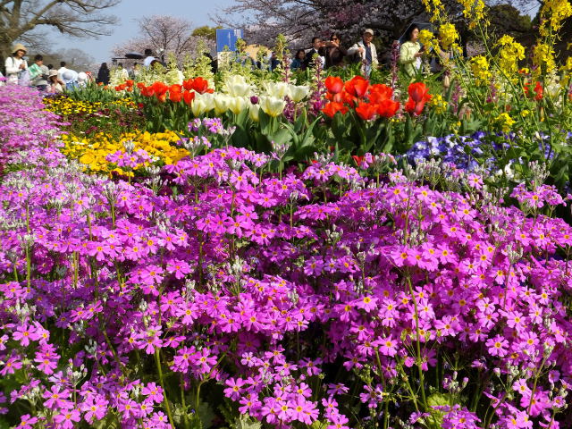 春の公園の花