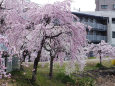 満開の枝垂れ桜