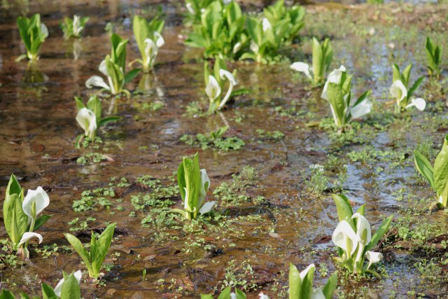 味真野苑に咲く水芭蕉