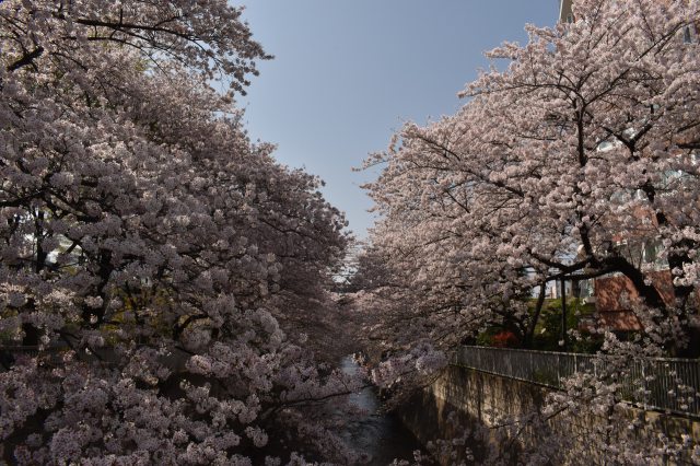 桜満開の神田川