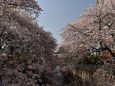 桜満開の神田川