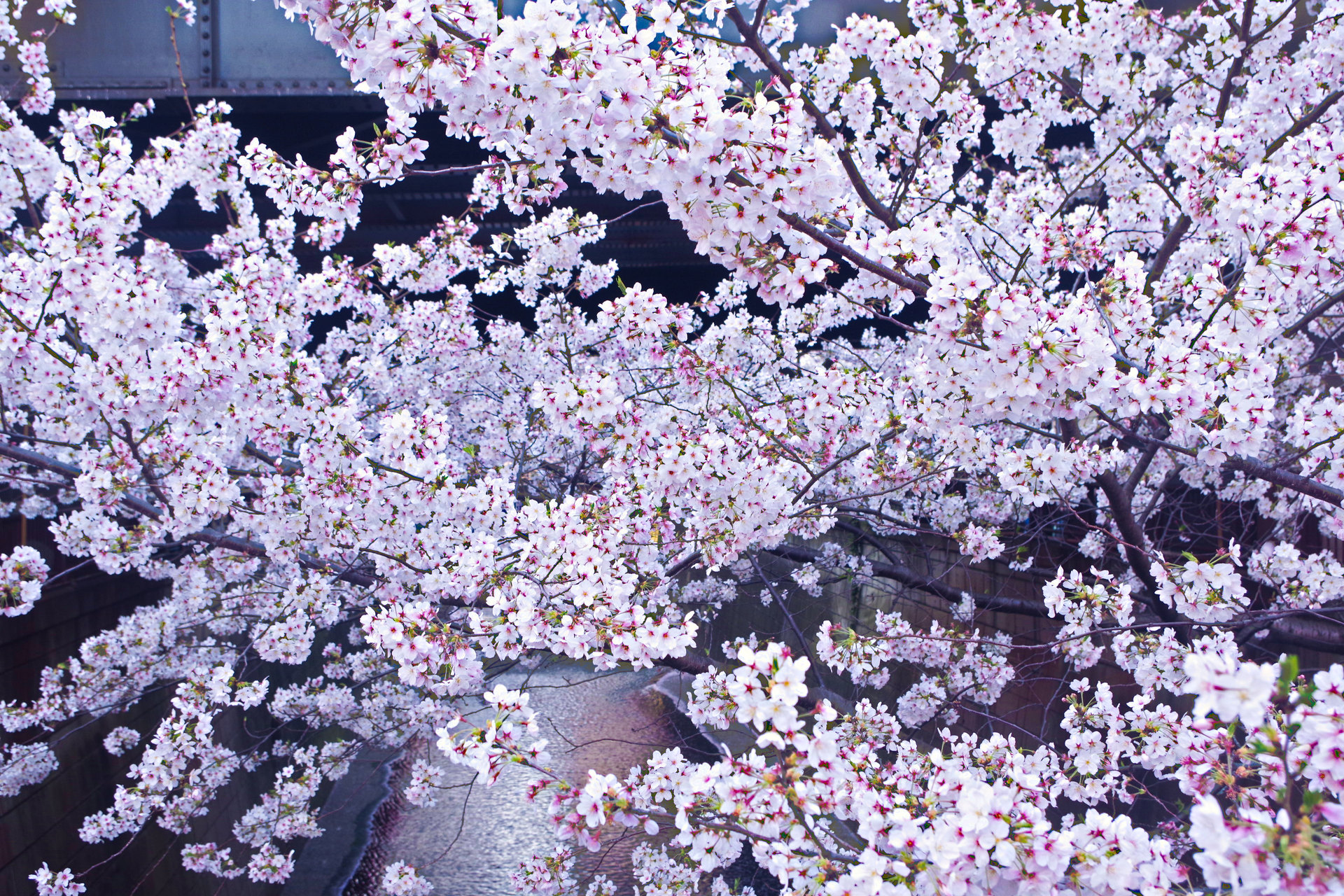 日本の風景 目黒川の桜 壁紙19x1280 壁紙館