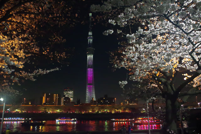 スカイツリーと桜