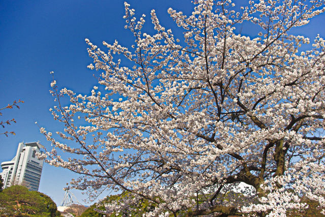 見上げる桜