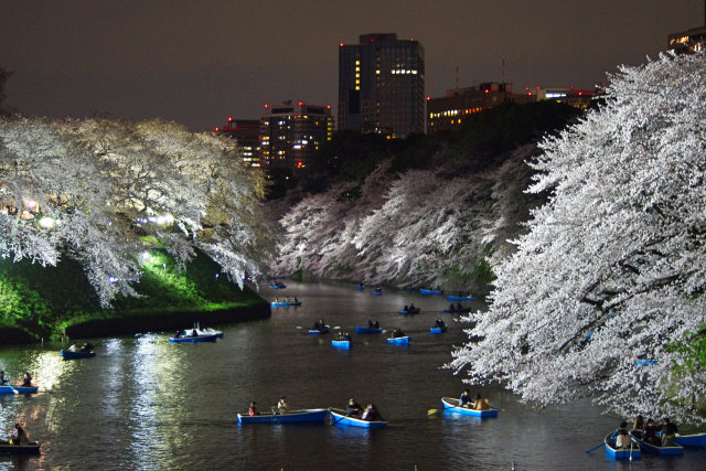 千鳥ヶ淵の夜