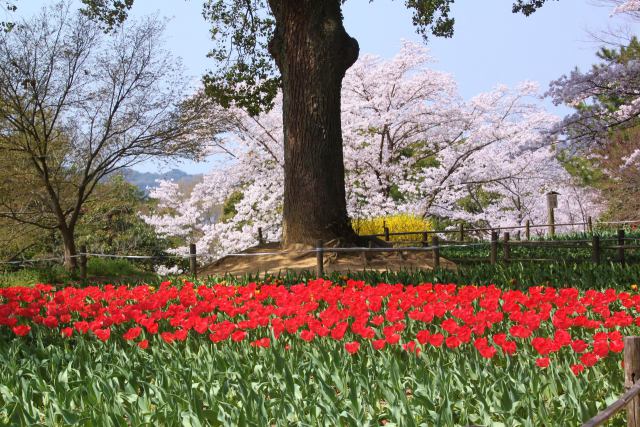 チュウリプと桜