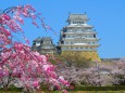 紅しだれ桜に姫路城