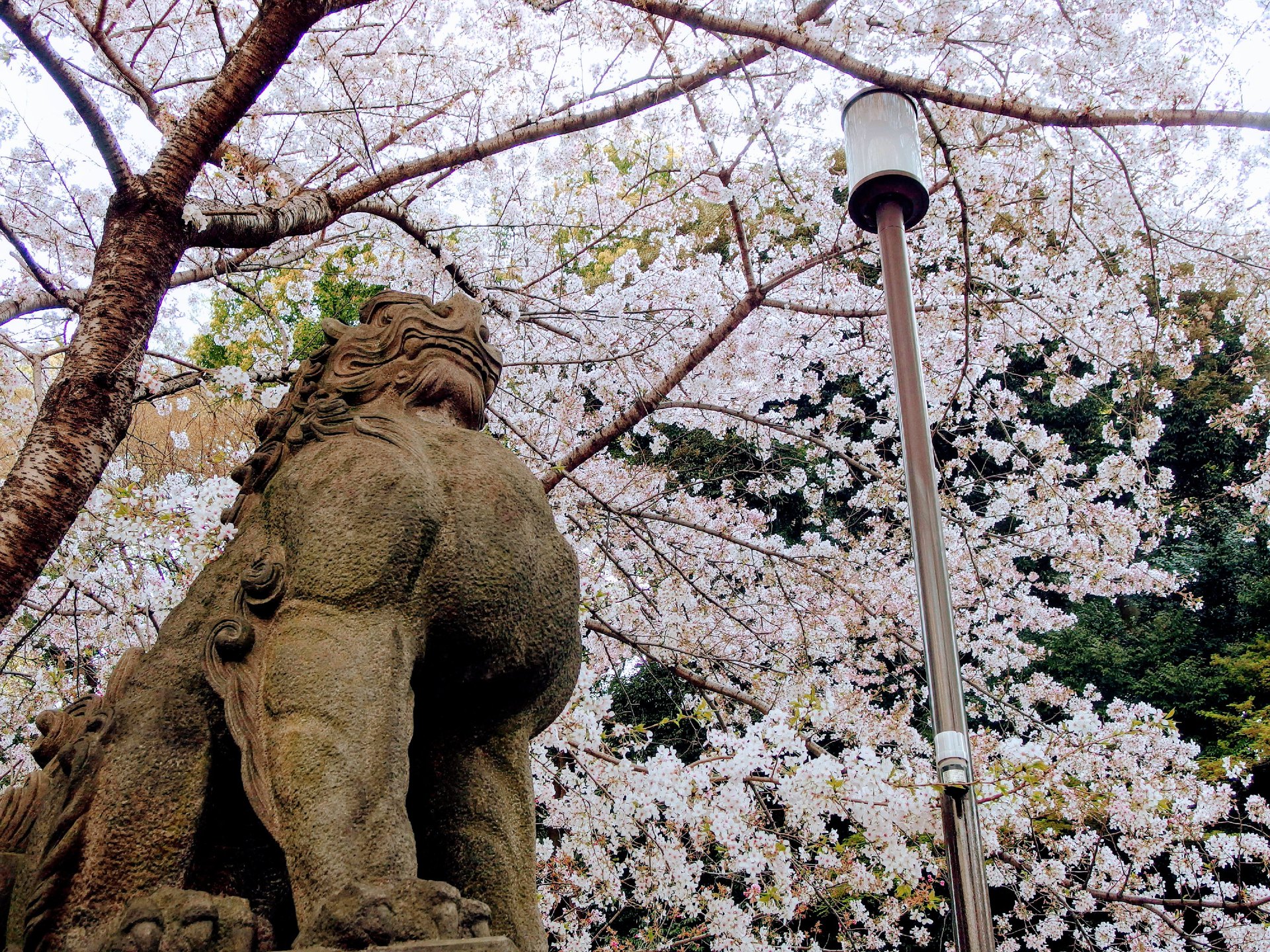 日本の風景 満開の桜を見上げる狛犬 壁紙19x1440 壁紙館