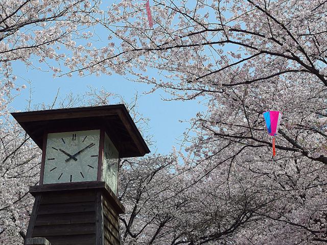 飛鳥山公園の時計台と桜