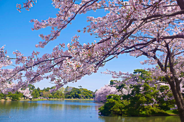 三渓園の桜