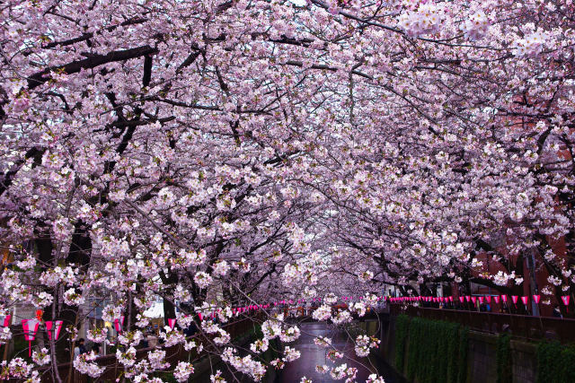 目黒川を彩る桜