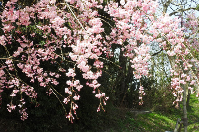 桜の季節5