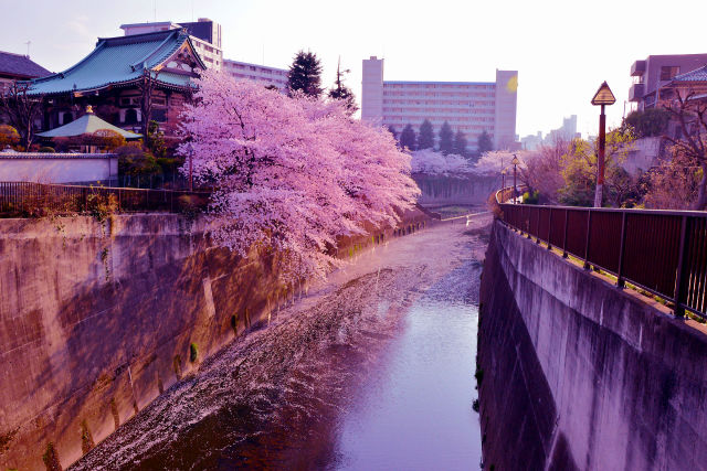 石神井川の桜～2018～1