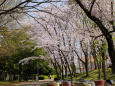 満開の桜＠泉北