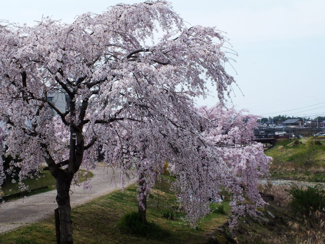 満開の枝垂れ桜