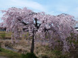 満開の枝垂れ桜