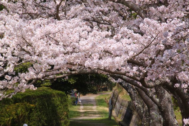 桜の門