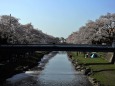 野川の桜