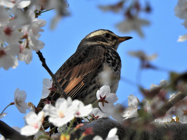 桜を愛でる鶫