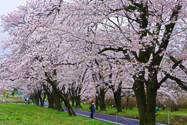 赤木南面千本桜