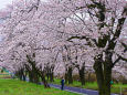 赤木南面千本桜