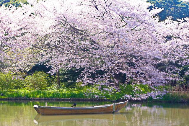 春爛漫の三渓園