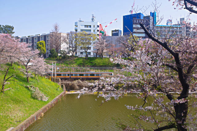 外堀の桜