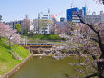 外堀の桜