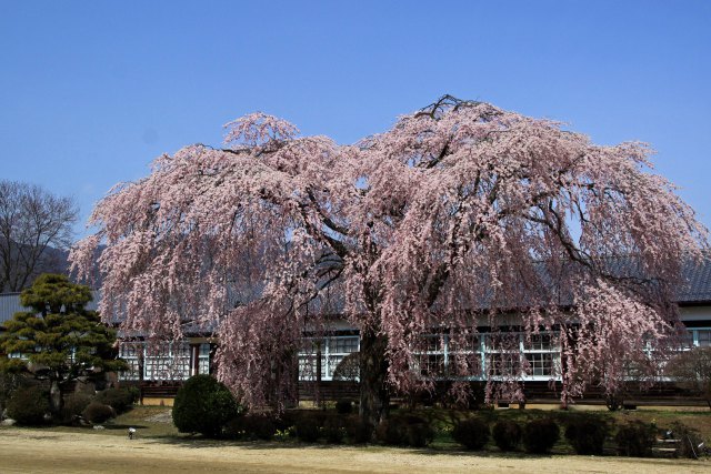 学校の桜